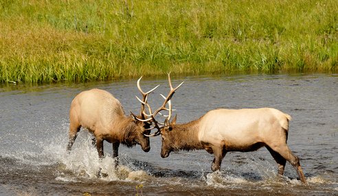 Elk fighting