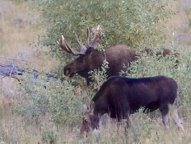 Moose bull and cow