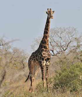 Den ståtligaste giraffen