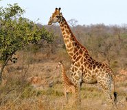 Giraff med "baby"