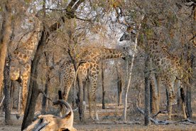 Giraffer i skog