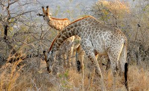 Young giraffes