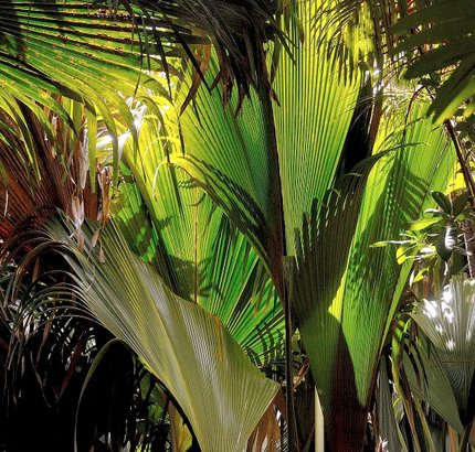 Palmskog Valleé de MAi